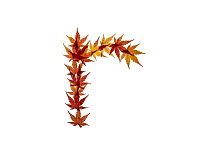 Lower case letter r made with Japanese maple (Acer palmatum) leaves in autumn.