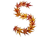 Capital letter S made with Japanese maple (Acer palmatum) leaves in autumn.