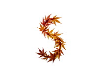 Lower case letter s made with Japanese maple (Acer palmatum) leaves in autumn.