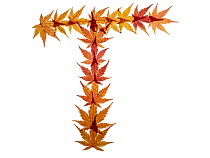 Capital letter T made with Japanese maple (Acer palmatum) leaves in autumn.