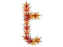 Lower case letter t made with Japanese maple (Acer palmatum) leaves in autumn.