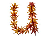 Capital letter U made with Japanese maple (Acer palmatum) leaves in autumn.
