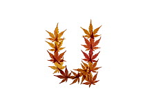 Lower case letter u made with Japanese maple (Acer palmatum) leaves in autumn.