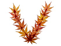 Capital letter V made with Japanese maple (Acer palmatum) leaves in autumn.
