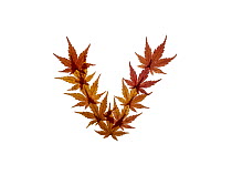Lower case letter v made with Japanese maple (Acer palmatum) leaves in autumn.