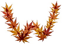 Capital letter W made with Japanese maple (Acer palmatum) leaves in autumn.