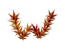 Lower case letter w made with Japanese maple (Acer palmatum) leaves in autumn.