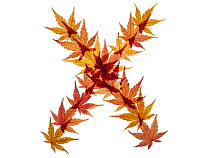 Capital letter X made with Japanese maple (Acer palmatum) leaves in autumn.