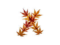 Lower case letter x made with Japanese maple (Acer palmatum) leaves in autumn.