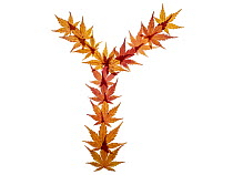 Capital letter Y made with Japanese maple (Acer palmatum) leaves in autumn.