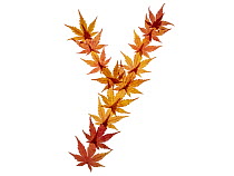 Lower case letter y made with Japanese maple (Acer palmatum) leaves in autumn.