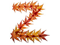 Capital letter Z made with Japanese maple (Acer palmatum) leaves in autumn.