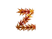 Lower case letter z made with Japanese maple (Acer palmatum) leaves in autumn.
