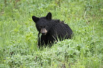 Black bear (Ursus americanus) cub, aged one year, feeding on vegetation, Yellowstone National Park, Wyoming, USA. June.