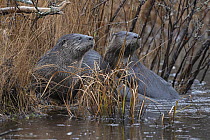 Two North American river otters (Lontra canadensis) resting at water's edge in the rain,  Acadia National Park, Maine, USA. November.