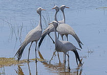 Four Blue cranes (Anthropoides paradiseus) standing in shaloow water, Malgas, Cape Province, South Africa. November.