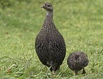 Cape francolin (Pternistis capensis) walking on grass with chick, Kirtsenbosch Botanical Garden, Cape Town, South Africa. November.