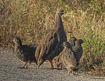 Cape francolin (Pternistis capensis) female, standing guard on track, surrounded by chicks, West Coast National Park, Langebaan, Cape Province, South Africa. November.