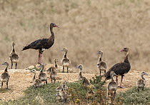 Spur-winged geese (Plectropterus gambensis) pair with creche of goslings, near Robertston, Cape Province, South Africa. November.