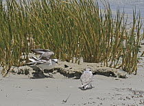 White-fronted plover (Charadrius marginatus) pair in courtship display at tideline, West Coast National Park, Langebaan, Cape Province, South Africa. November.