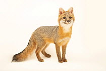 Gray fox (Urocyon cinereoargenteus ocythous) juvenile, portrait, Wildlife Rehab Center of Minnesota, USA. Captive.