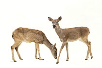 Two Texas white-tailed deer (Odocoileus virginianus texanus) portrait, Caldwell Zoo, Texas, USA. Captive.
