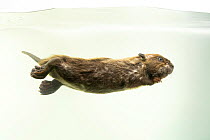 North American beaver (Castor canadensis) juvenile aged 12 weeks, swimming underwater, Nebraska Wildlife Rehab, Nebraska, USA. Captive.