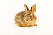 Mountain cottontail rabbit (Sylvilagus nuttallii pinetis) juvenile, portrait, New Mexico Wildlife Center, New Mexico, USA. Captive.