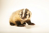 American badger (Taxidea taxus taxus) male cub, portrait, Nebraska Wildlife Rehab, Nebraska, USA. Captive.