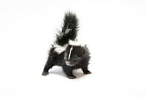Texas long-tailed skunk (Mephitis mephitis varians) juvenile, portrait, from the wild, Dunbar, Nebraska, USA.