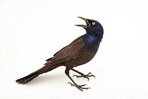 Common grackle (Quiscalus quiscula versicolor) with mouth open, portrait, from the wild, Fort Hood, Texas, USA.
