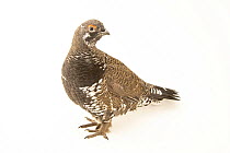Franklin's spruce grouse (Falcipennis canadensis franklinii) male, portrait, private collection, Minnesota. Captive, occurs in Canada.