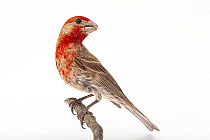 House finch (Haemorhous mexicanus frontalis) male, perched on branch, portrait, from the wild, Brown Ranch, Texas, USA.