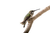 Ruby-throated hummingbird (Archilochus colubris) perched on a branch, portrait, from the wild, Neale Woods, Omaha, Nebraska, USA.