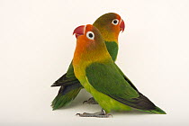 Fischer's lovebirds (Agapornis fischeri) pair, portrait, Zoo Atlanta, Georgia. Captive, occurs in eastern Africa.