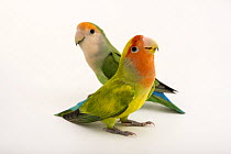 Rosy-faced lovebirds (Agapornis roseicollis) pair, portrait, ZooTampa, Florida. Captive, occurs in southern Africa.