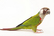 Grey-breasted parakeet (Pyrrhura griseipectus) portrait, private collection, Belgium. Captive, occurs in Brazil. Endangered.