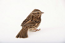 Song sparrow (Melospiza melodia melodia) portrait, Tall Timbers Research Station and Land Conservancy, Florida, USA. Captive.