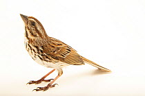 Song sparrow (Melospiza melodia melodia) portrait, from the wild, Hudson, Wisconsin, USA.
