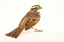 White-throated sparrow (Zonotrichia albicollis) portrait, from the wild, Hudson, Wisconsin, USA. May.
