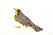 Canada warbler (Cardellina canadensis) portrait, from the wild. Hudson, Wisconsin, USA. May.