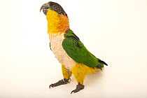Black-headed parrot (Pionites melanocephalus pallidus) portrait, Parque de las Leyendas, Lima, Peru. Captive.