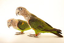 Two Brown-necked parrots (Poicephalus fuscicollis fuscicollis) portrait, Loro Park, Tenerife. Captive, occurs in Africa.