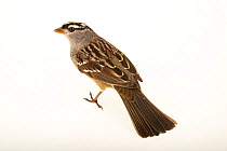 White-crowned sparrow (Zonotrichia leucophrys leucophrys) portrait, from the wild, Hudson, Wisconsin, USA.