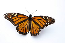 Monarch butterfly (Danaus plexippus) portrait, from the wild, Sierra Chincua Mountains, Mexico.