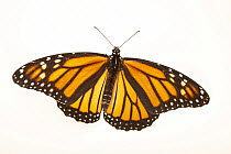 Monarch butterfly (Danaus plexippus) portrait, from the wild, Bennet, Nebraska, USA.