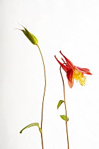 American columbine (Aquilegia canadensis) flower and bud on white background, USA.