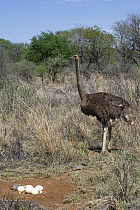 Ostrich (Struthio camelus) female, standing next to nest with eggs and one hatched chick, Marakele Private Reserve, Waterberg Biosphere Reserve, Limpopo Province, South Africa.
