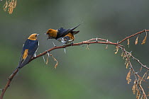 Two Lesser striped swallows (Hirundo abyssinica) perched on branch, one calling, Marataba, Marakele National Park, Limpopo Province, South Africa.