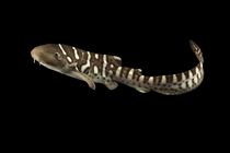 Zebra shark (Stegostoma tigrinum) juvenile, portrait, Shark Reef Aquarium, Las Vegas, Nevada. Captive, occurs in Indo-Pacific.